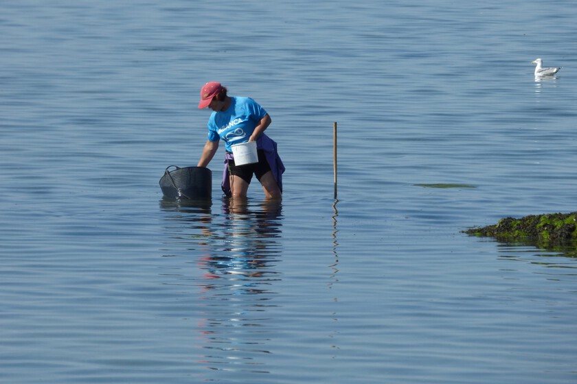 Galicia afronta la mayor crisis del marisco en años: un verano durísimo marcado por el clima, las vedas y las toxinas