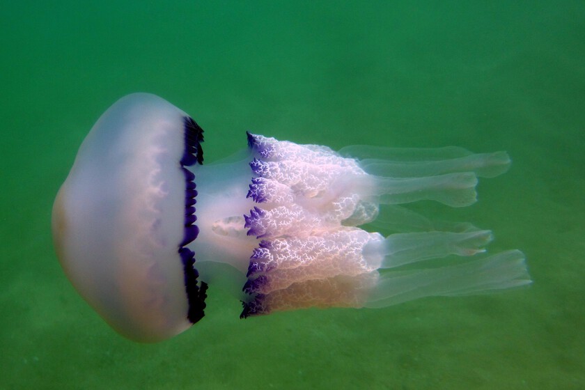 Cada vez es más habitual encontrarse medusas en las playas del Mediterráneo antes del verano. Y es una mala señal