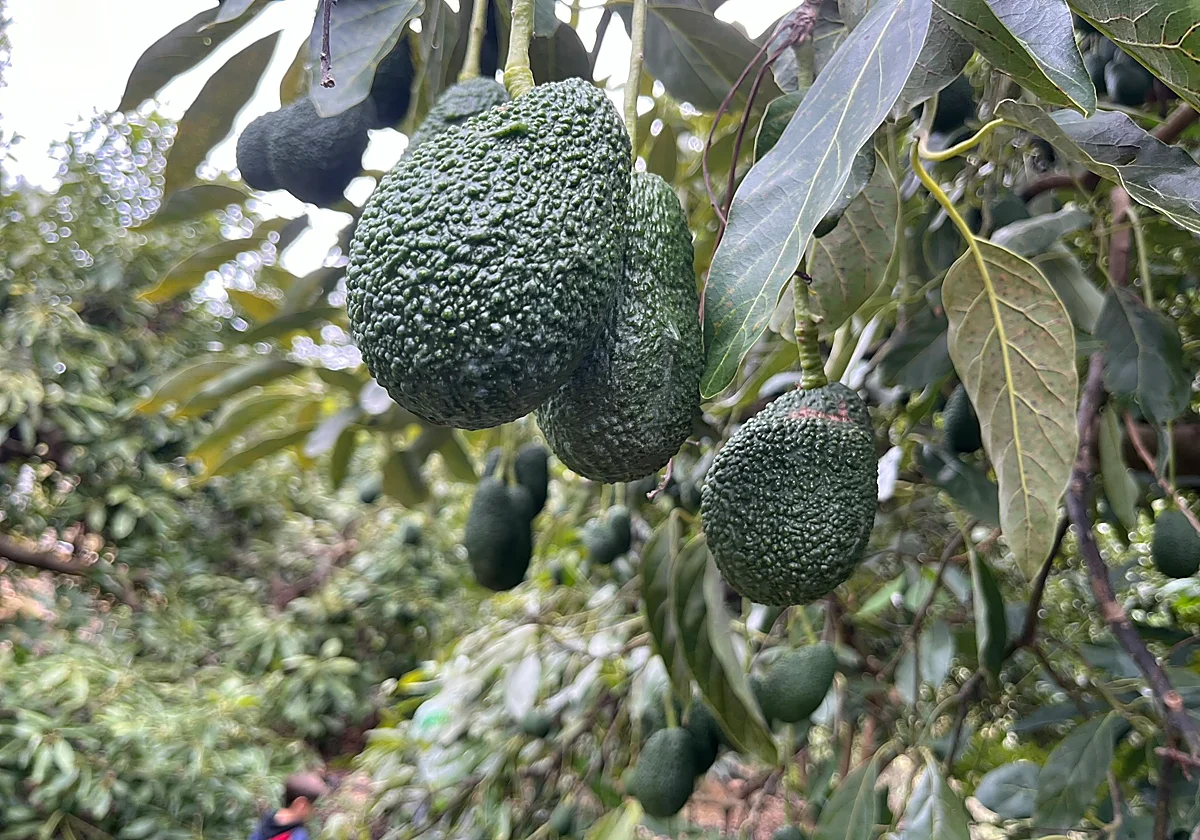Bacterias del suelo, aliadas del aguacate de la Axarquía frente a la sequía