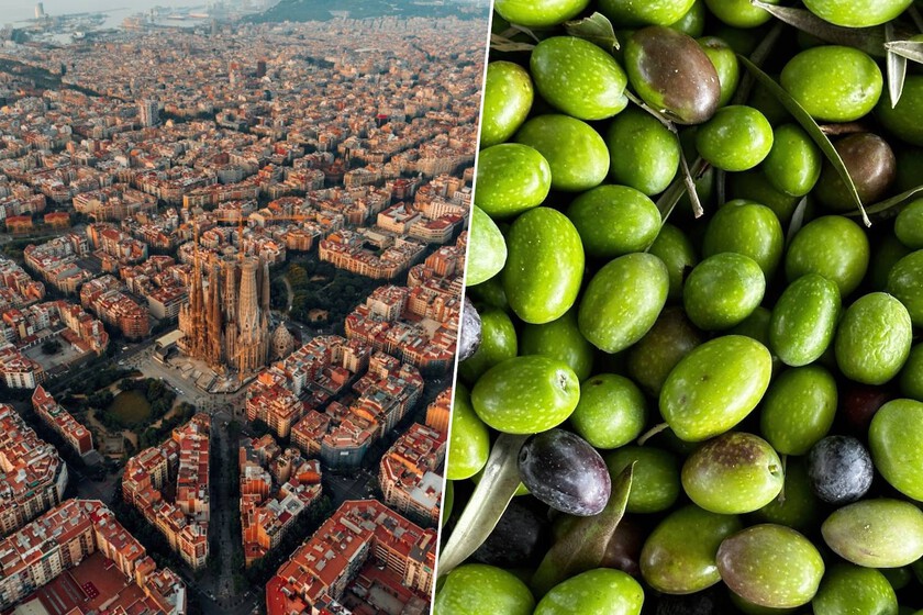 Barcelona quiere decir adiós al asfalto tradicional y cree saber cómo: con aceitunas