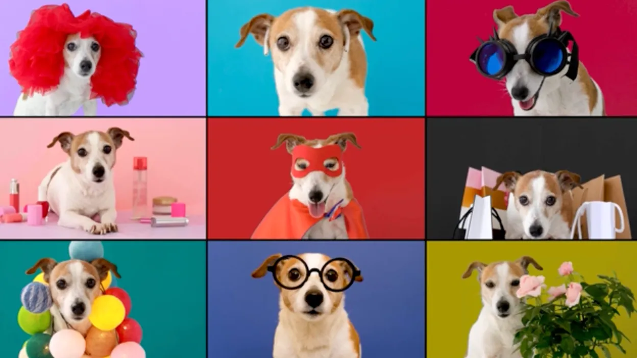 Tu perro quiere hacer videollamadas con sus amigos y hay gente trabajando para que pase