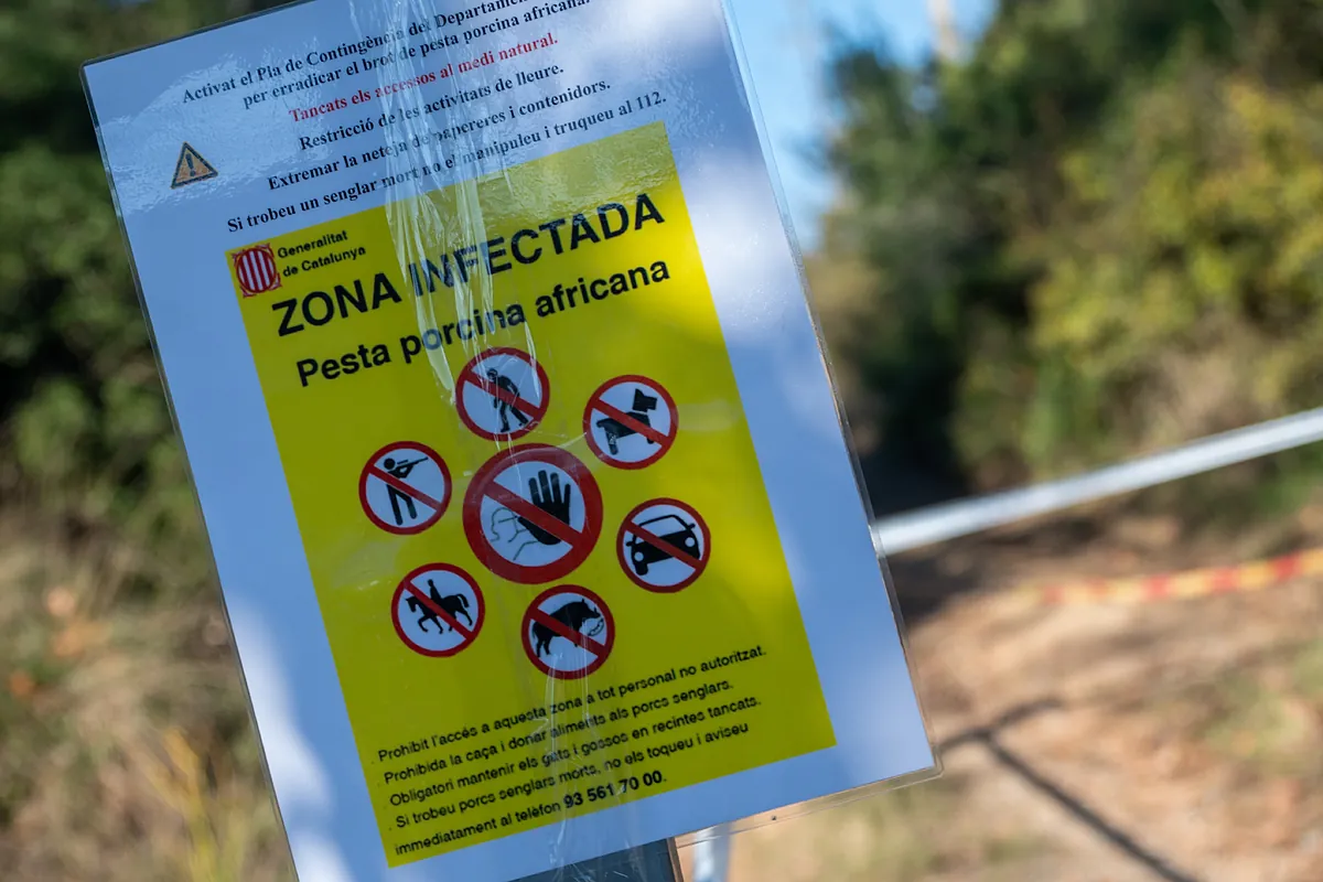 Peste porcina: el positivo en Sant Cugat no obliga a modificar el radio del primer foco