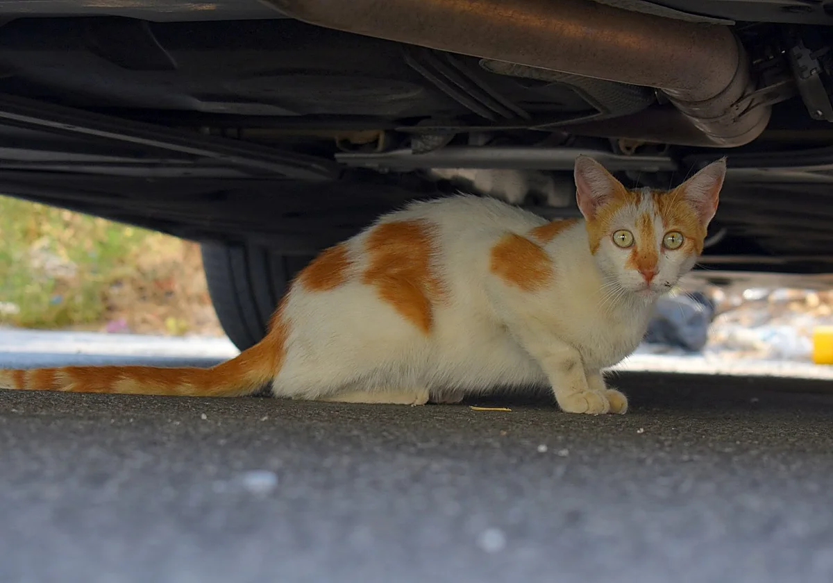 Alhaurín de la Torre tiene casi 2.500 gatos y el 80% están esterilizados