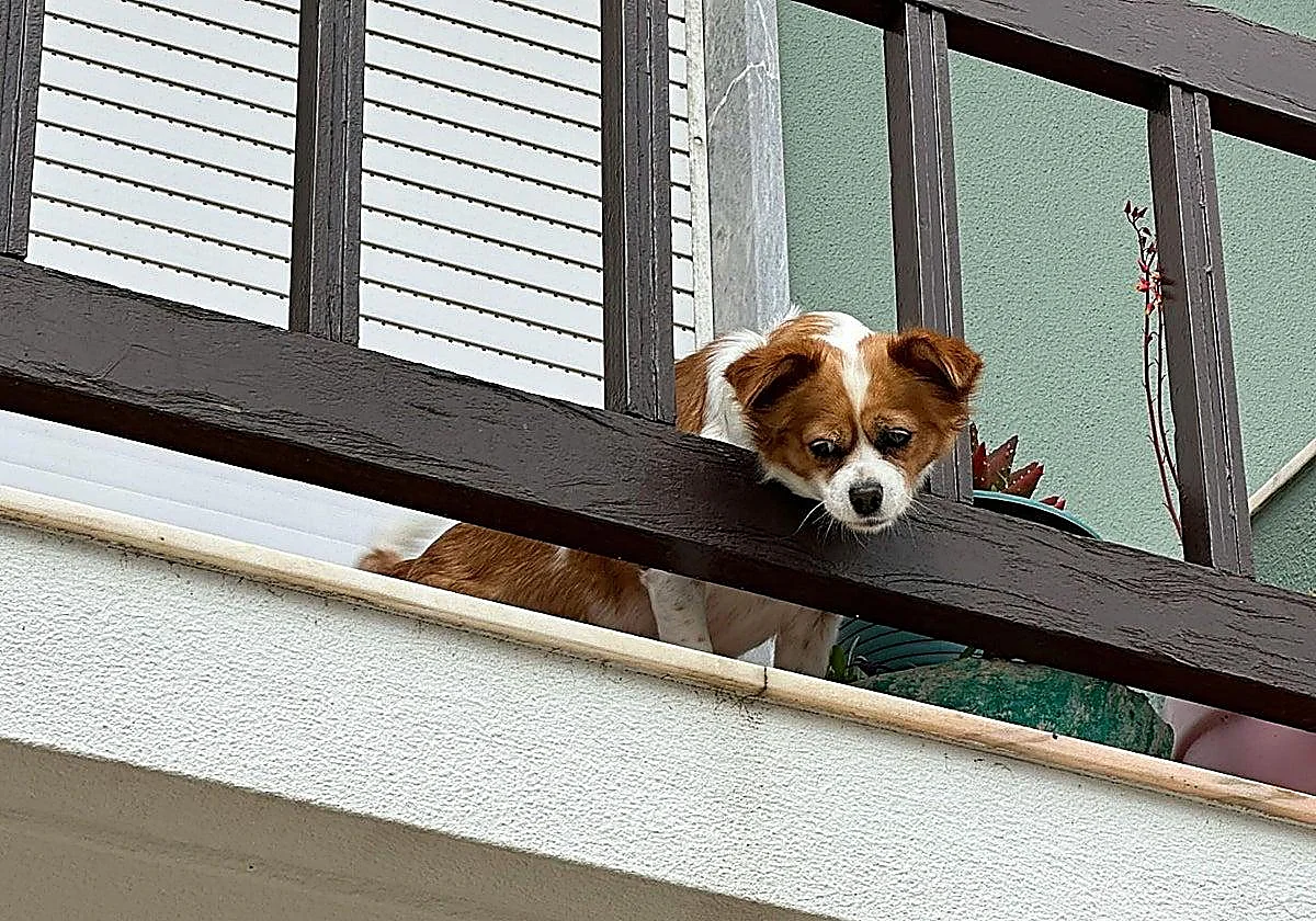 Dog falls from fifth floor and lives but owner ordered to pay 1,200 euros