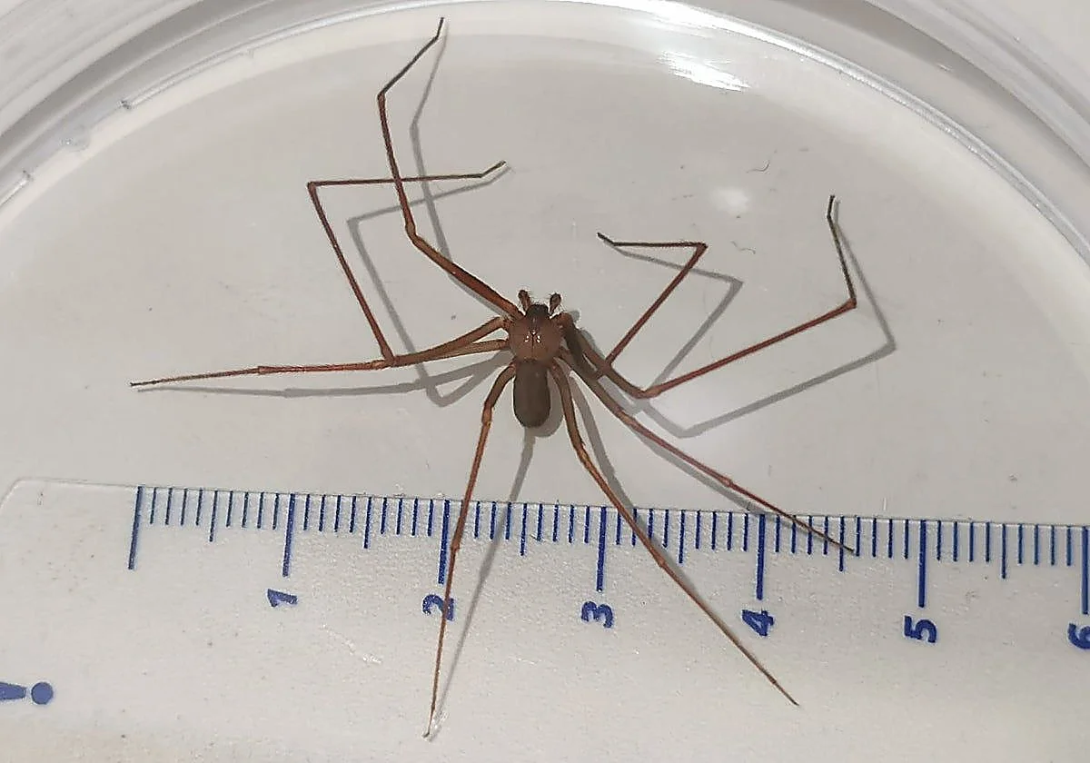 Afectadas por la araña violinista en Málaga: «Me hizo agujero que parecía que había recibido un tiro»