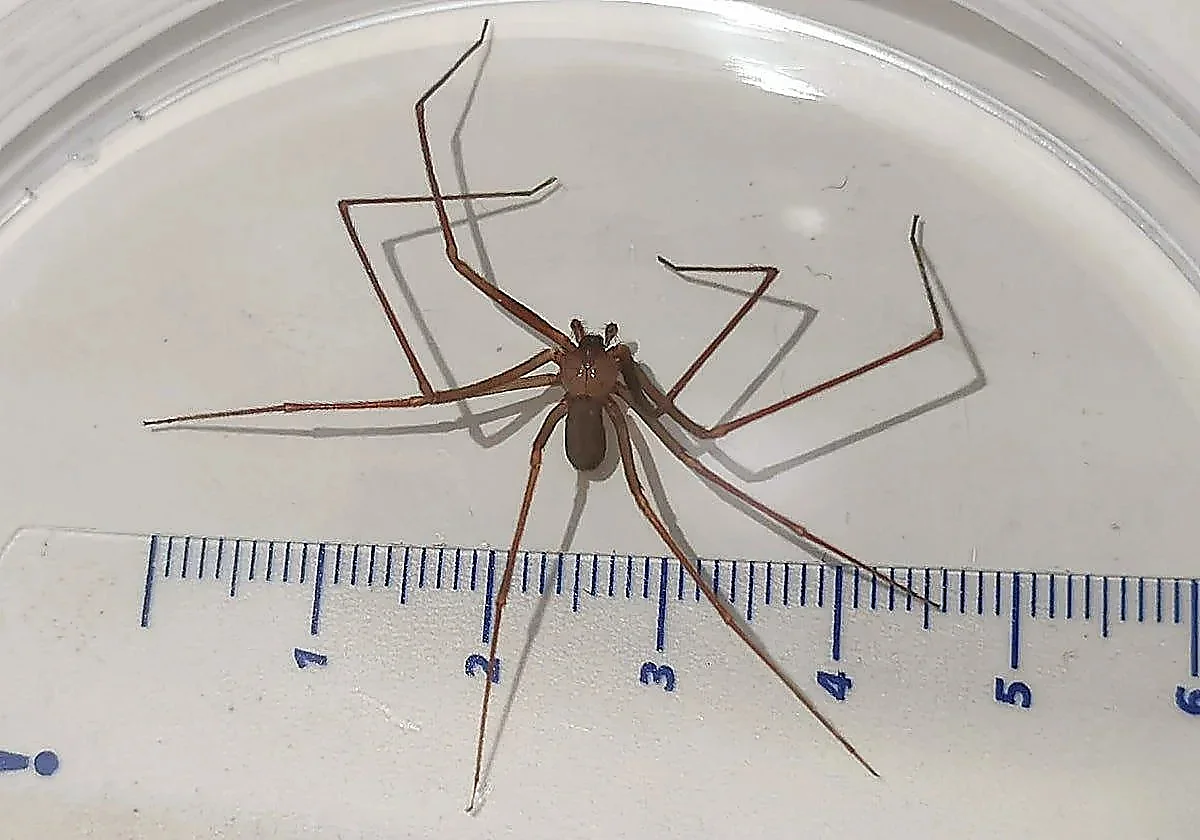 Malaga residents describe what it's like to get bitten by Mediterranean recluse spider