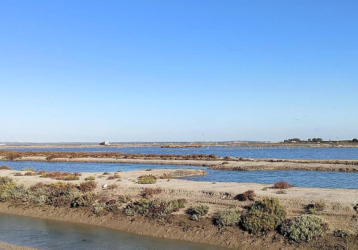 Andalucía impulsa el primer proyecto de carbono azul para la captura de CO2