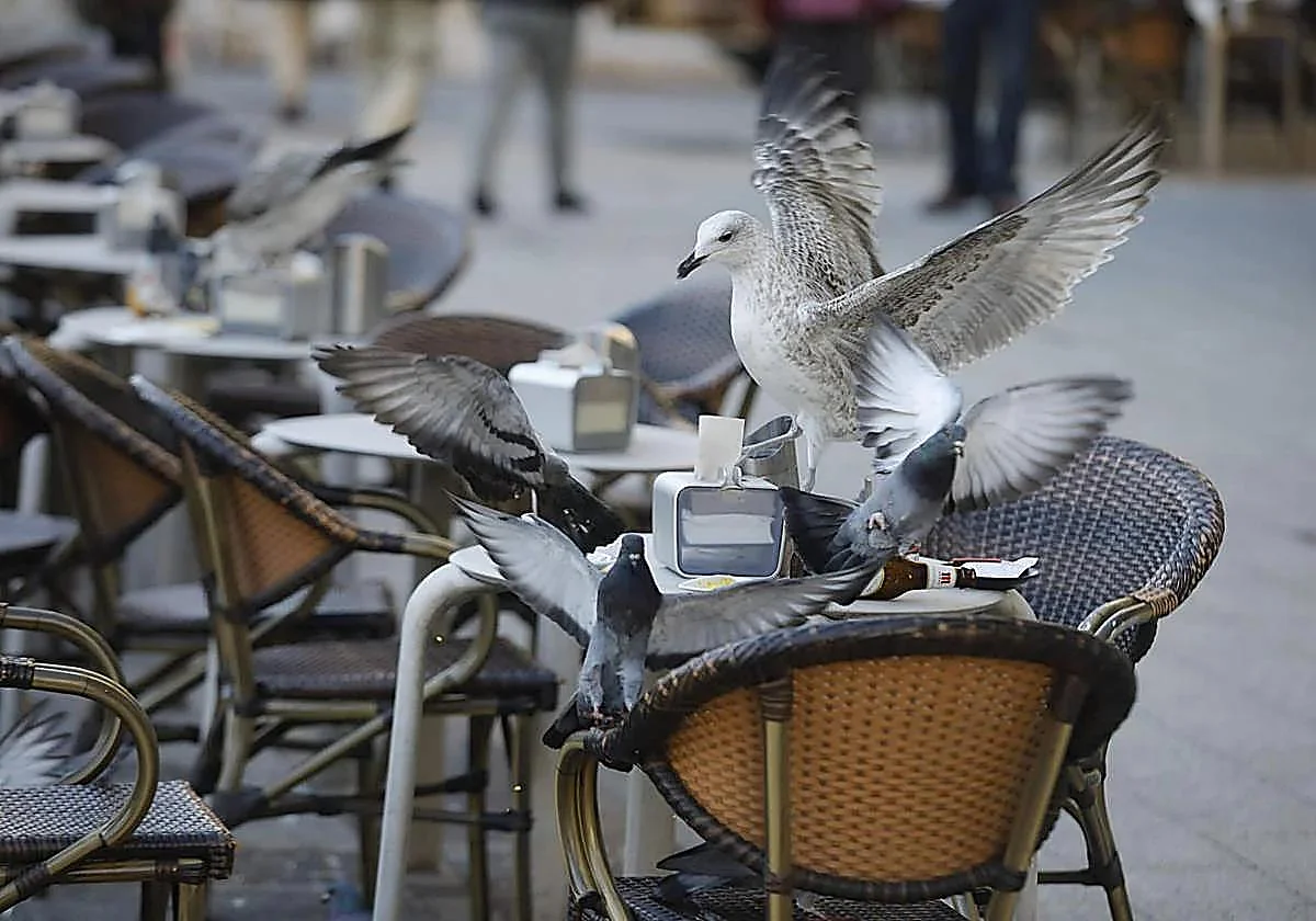 Mata a una gaviota que le intentó robar el pincho en una terraza de la calle Corrida, en Gijón, y acaba detenido