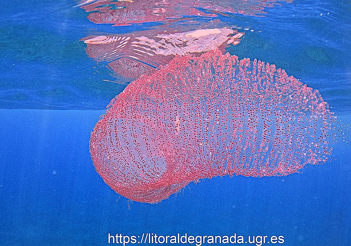 Eggs of rare diamond squid found of coast of Almuñécar