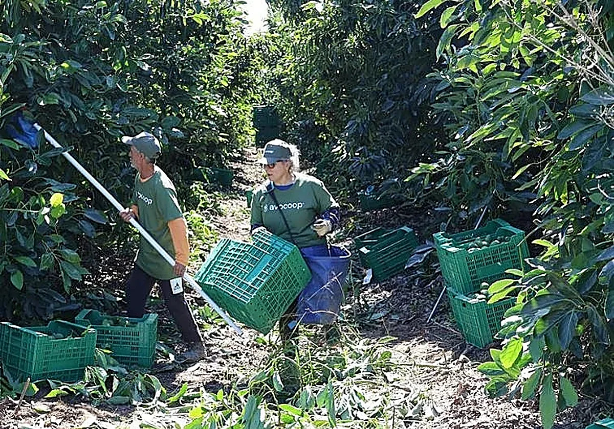 Malaga's countryside responds to increasingly demanding avocado market