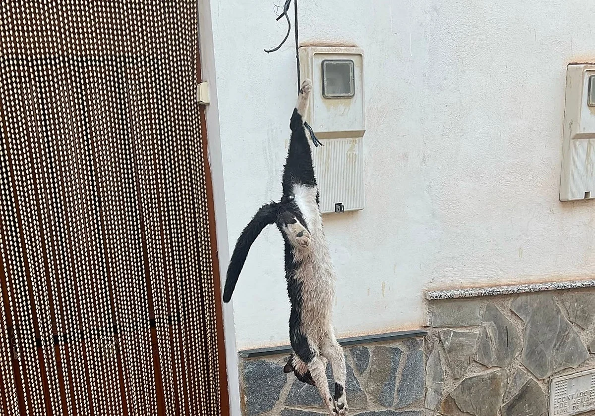 Condenan a cuatro adolescentes por matar a un gato y colgarlo en una puerta en Granada