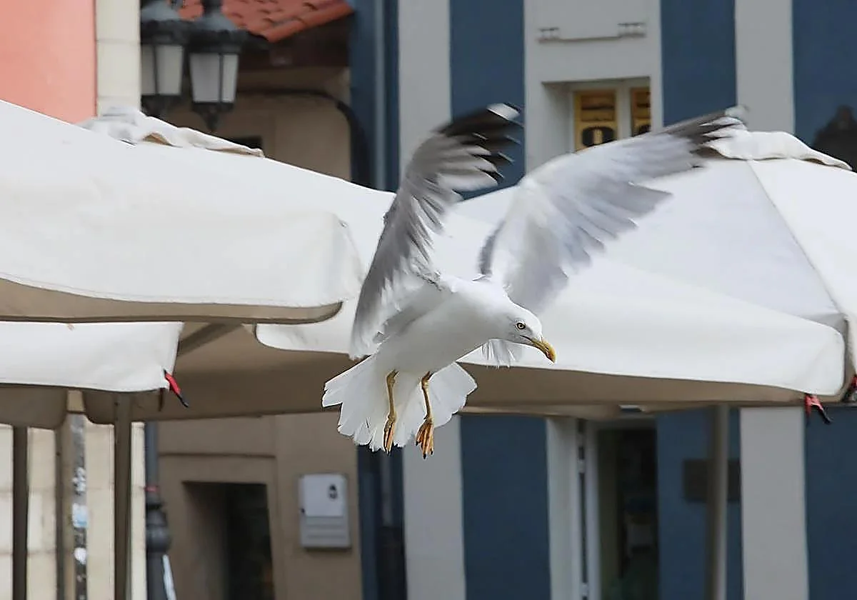 ¿A qué multa se enfrenta el acusado de matar a una gaviota en Gijón? Las claves de un delito que sale caro