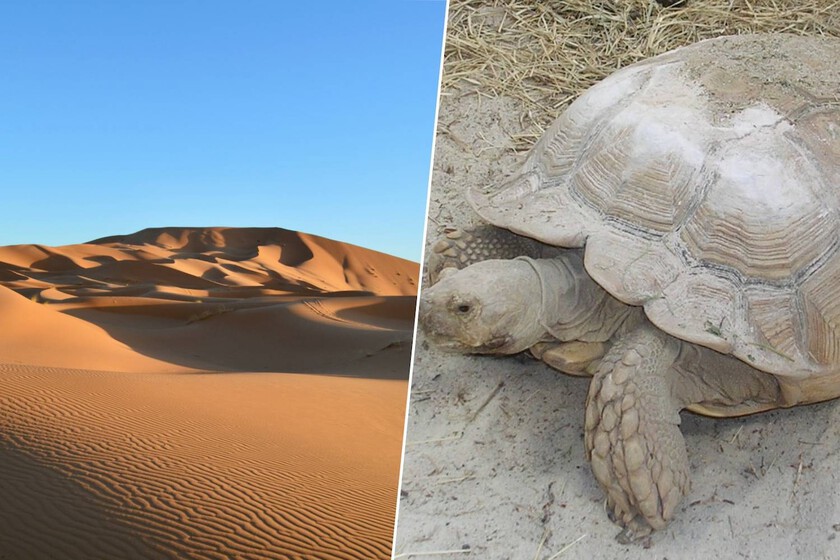 Han encontrado la forma de reverdecer el Sahara y no es plantando árboles: soltando 500 tortugas