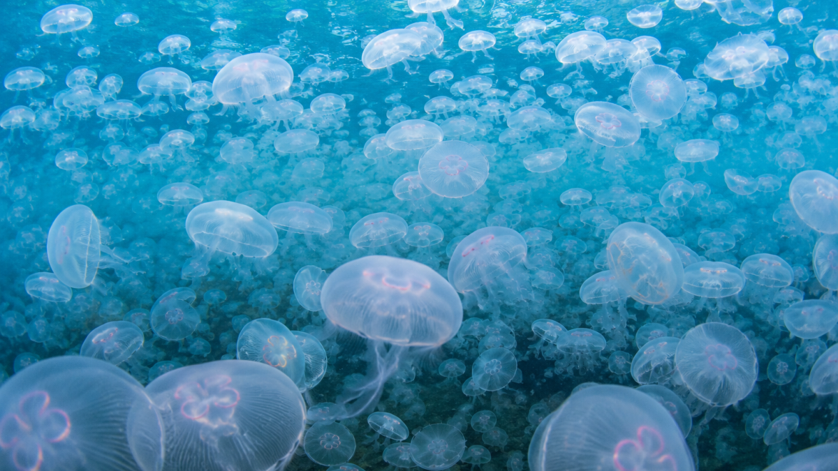 Un banco de medusas provoca 200 asistencias sanitarias y 50 abandonos en un triatlón de Valencia
