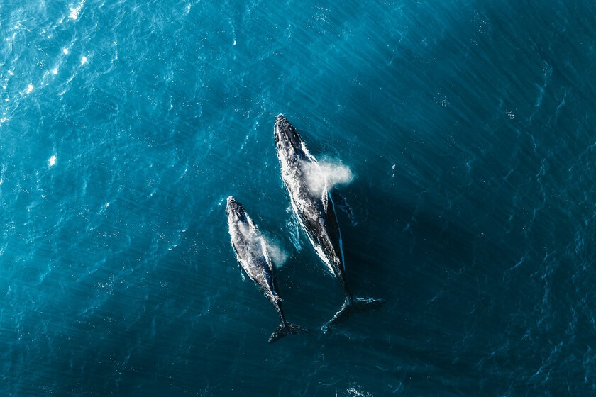 Un submarino ha descendido a 7.000 metros en el Índico y ha encontrado algo sin precedentes: una cementerio de ballenas