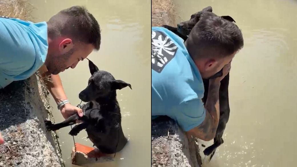 Álex ha rescatado 4 perros de una acequia del río Segura en ocho meses: "Ató un ladrillo a la perrita, es obra de un psicópata"